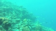 Rafa koralowa na Oceanie Indyjskim