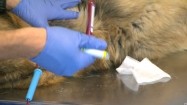 Pies na stole weterynaryjnym - pobieranie krwi