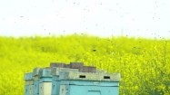 Ule i pszczoły