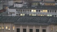 Chmara wron siedzących na dachach