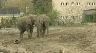 Słonie na wybiegu w zoo