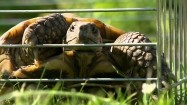 Żółw w klatce
