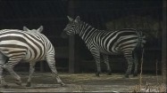 Zebry w ogrodzie zoologicznym