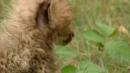 Młody gepard