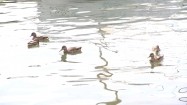 Kaczki na jeziorze Ukiel w Olsztynie