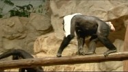 Szympansy w ogrodzie zoologicznym
