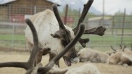 Farma reniferów na Alasce
