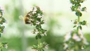 Pszczoła na kwiatach tymianku