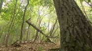 Powalone drzewo w lesie