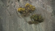 Krzew rosnący na skale