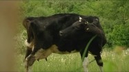 Krowa na zielonej łące