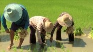 Sadzenie ryżu na polu ryżowym