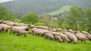 Stado owiec w Bieszczadach