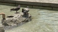 Gołębie na kamieniu w fontannie