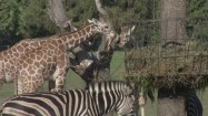 Żyrafy i zebry w zoo
