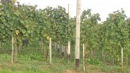 Plantacja winorośli
