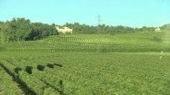 Plantacja winorośli - widok z jadącego samochodu