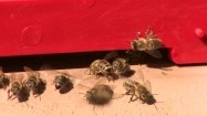 Pszczoły wlatujące do ula