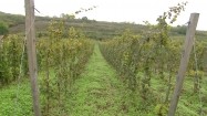 Plantacja winorośli na Węgrzech