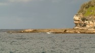 Kamienisty klif przy Whale Beach