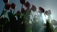 Czerwone tulipany w słońcu
