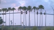 Palmy na Florydzie