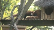 Pandy małe we wrocławskim zoo