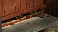 Pszczoły  - wejście do ula