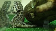 Jaszczurka w terrarium