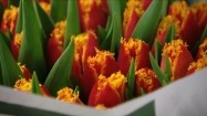 Bukiety tulipanów