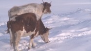 Krowy na śniegu