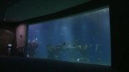 Ryby w oceanarium