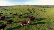 Stado krów na pastwisku