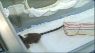 Młoda małpka w inkubatorze