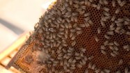 Królowa wśród pszczół robotnic