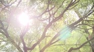 Promienie słoneczne zza liści drzew