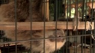 Wiszący leniwiec w klatce