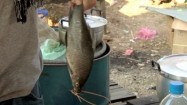 Ryba na targu