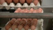 Jajka w wytłaczankach na taśmie produkcyjnej