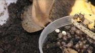 Hodowla ślimaków