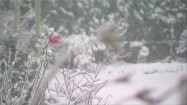 Czerwona róża na śniegu