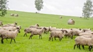 Stado owiec w Bieszczadach