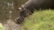 Hipopotam wchodzący do wody