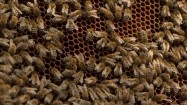 Pszczoły w ulu