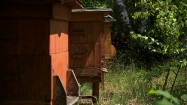 Pasieka - ule i pszczoły