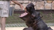 Karmienie hipopotama