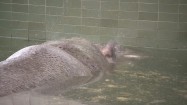 Hipopotam otrzepujący wodę z uszu
