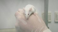 Biała mysz w laboratorium