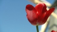 Czerwony tulipan na tle wiatraka