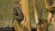 Szympans w zoo